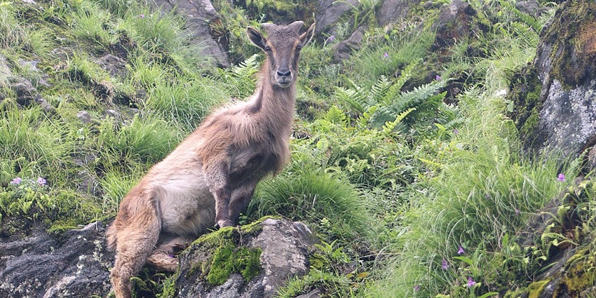 How To Reach Kedarnath Wildlife Sanctuary